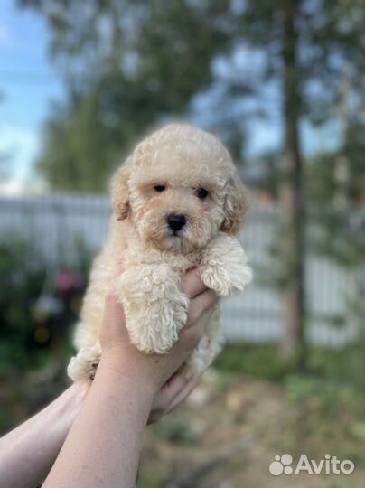 Той пудель миниатюрный