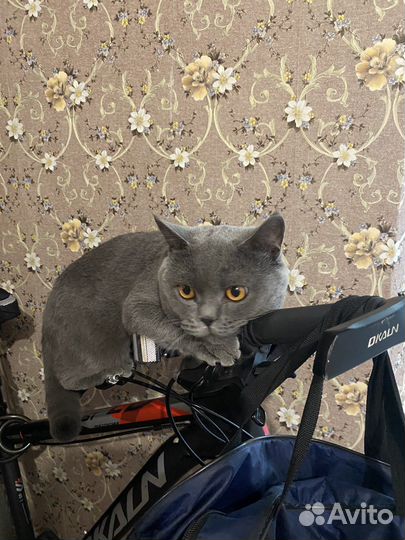 Британская