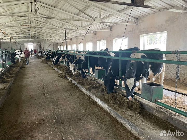 Племенные нетели в лизинг