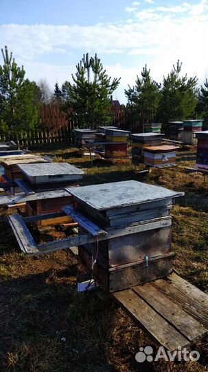 Продам пчелосемьи, пчелопакет