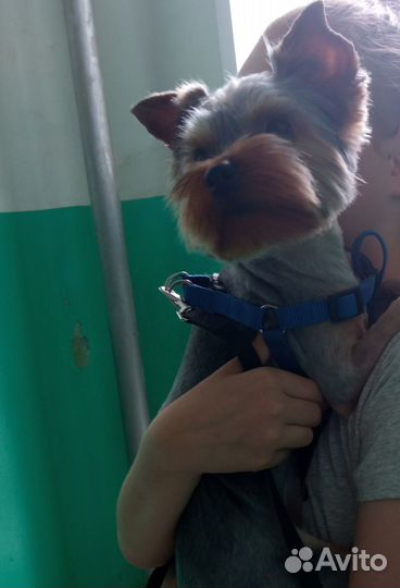 Отдам йорка