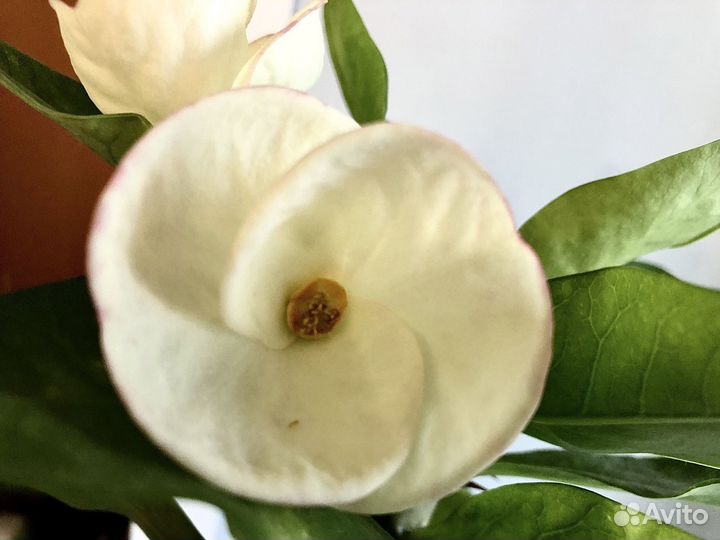 Молочай миля крупноцветковый