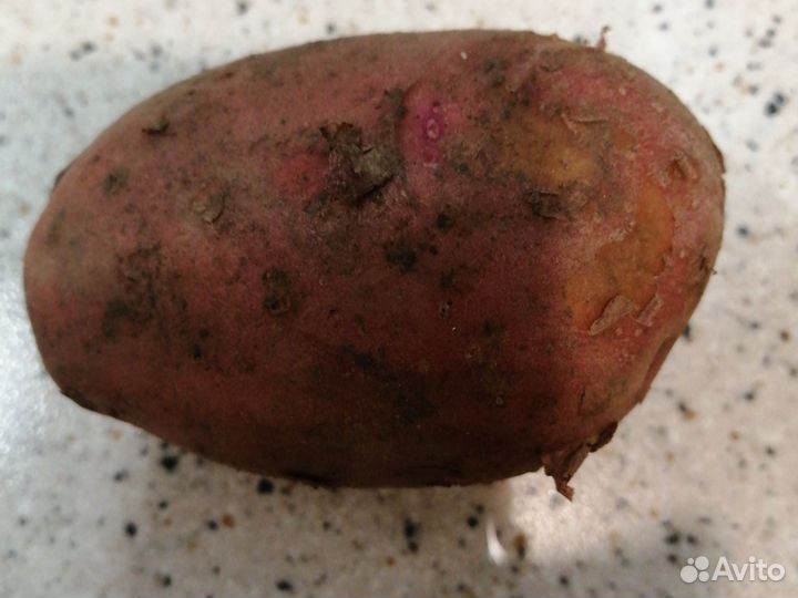 Картофель 1 ведро