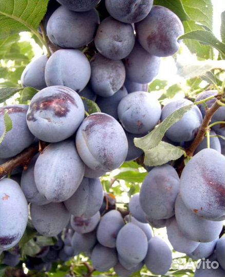 Слива колоновидная