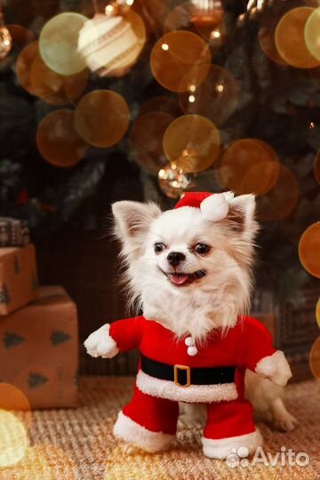 Кобель для вязки