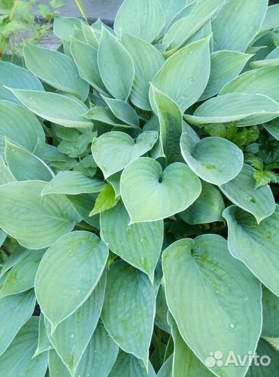 Хоста растение