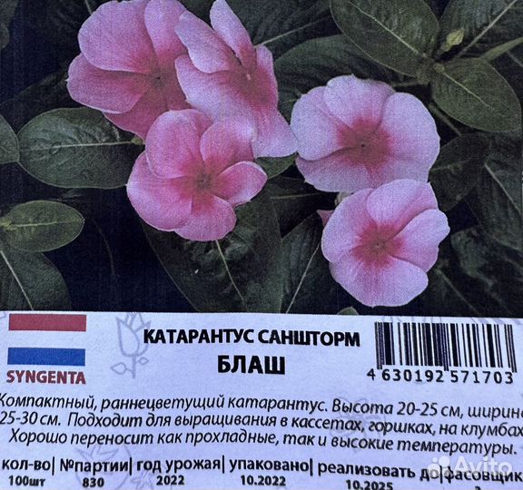 Семена катарантуса