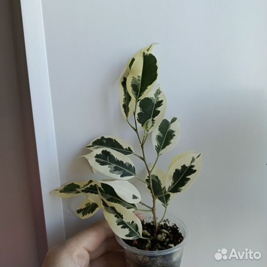 Фикусы сортовые