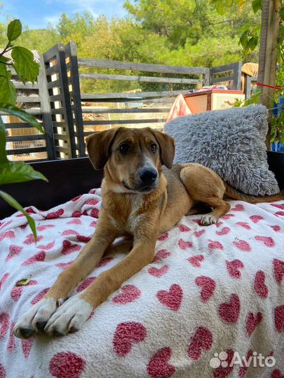 Собака в добрые руки