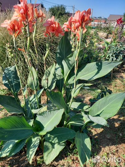 Книфофия,канны рассада-детки