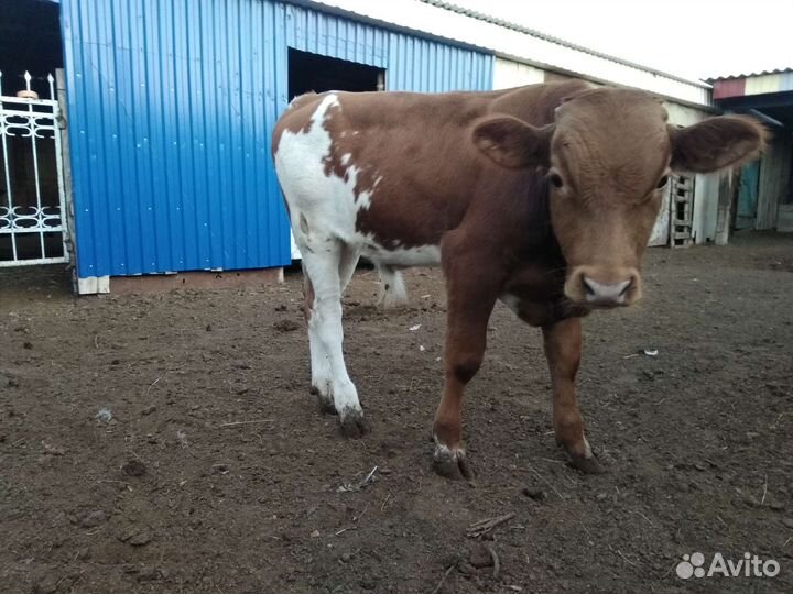 Бычки и тёлки