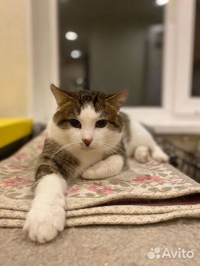 Котик и кошечка