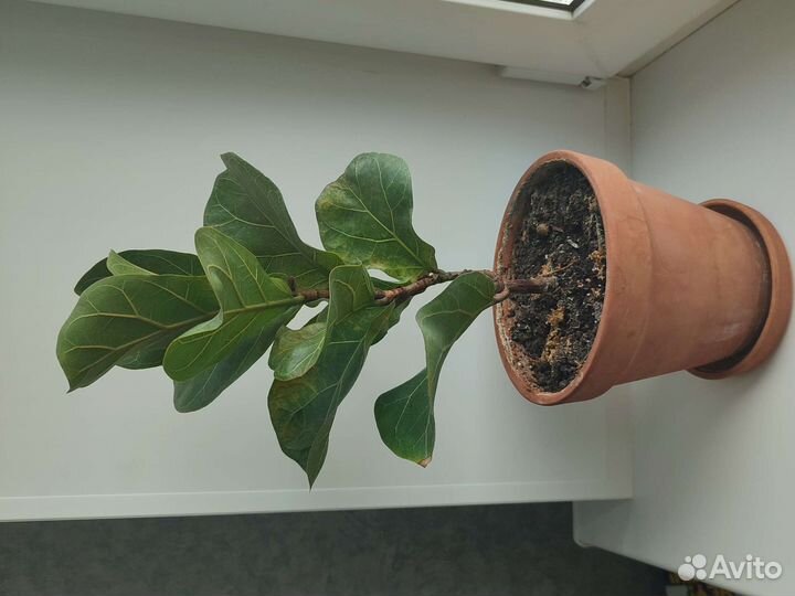 Фикус лирата бамбино