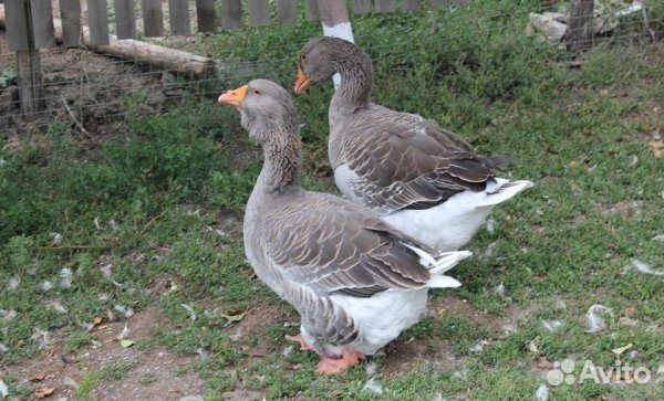 Гуси серые