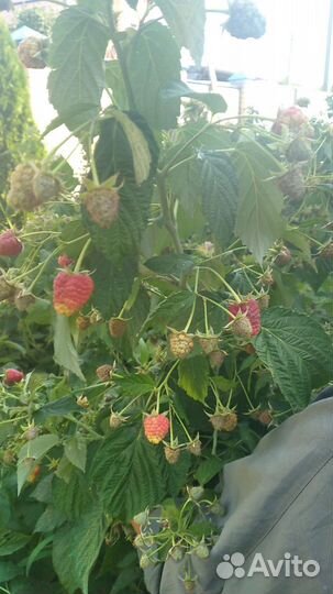 Саженцы малины полька