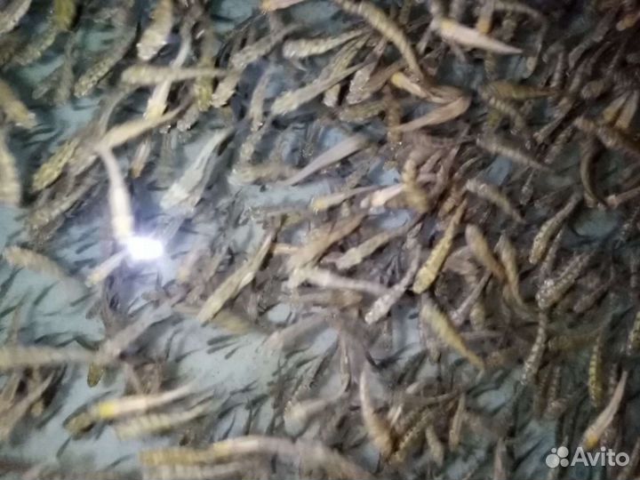 Рыбопосадочный материал радужной форели