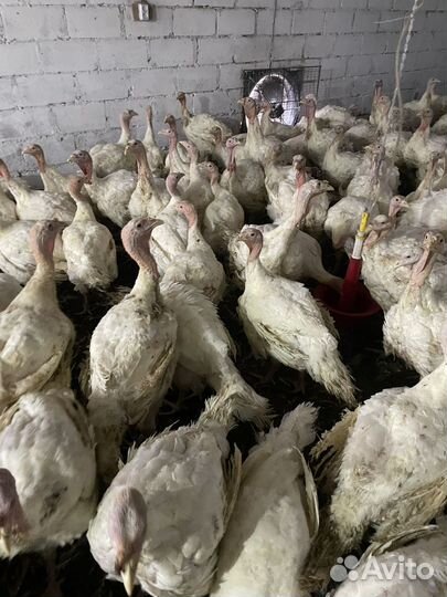 Индюки и Индюшки