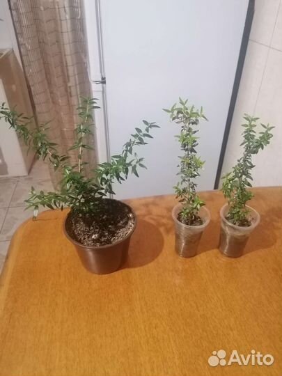 Мирт- Миртовое дерево