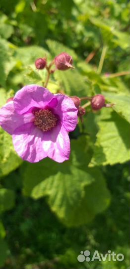 Декоративные и ягодные кустарники