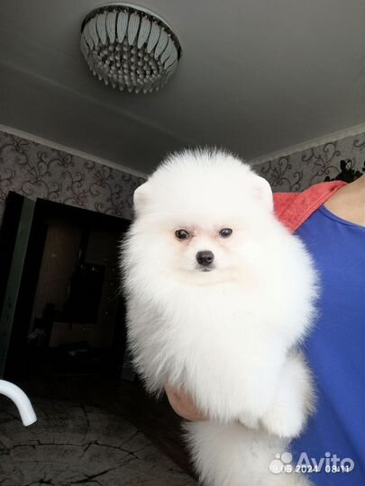 Померанский шпиц