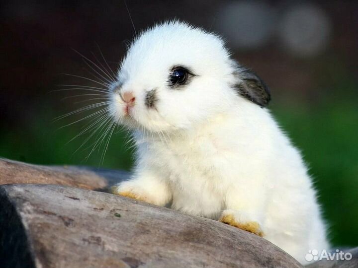 Ветеринарный врач. Вызов на дом