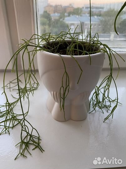 Рипсалис кассута