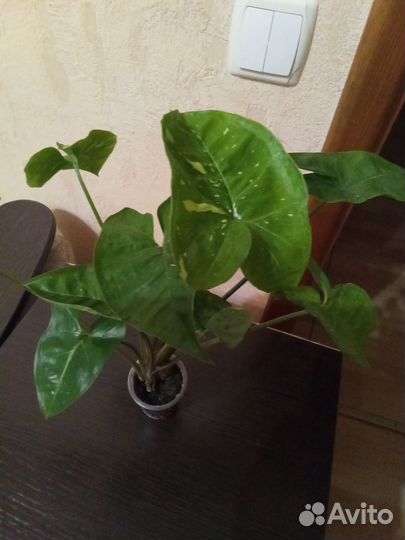 Комнатные растения