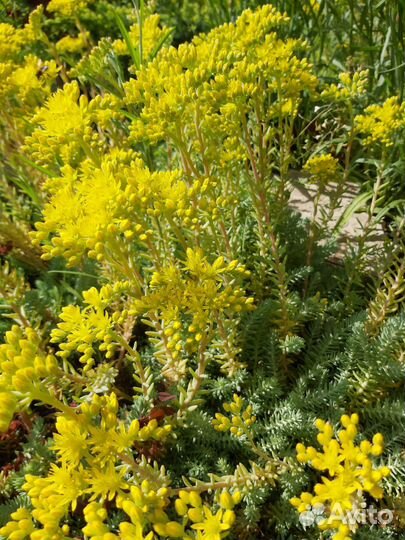 Многолетники