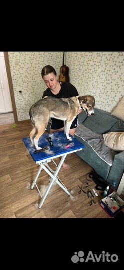 Стрижка кошек и собак, грумер, выезд на дом