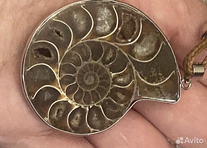 Окаменелость аммонит