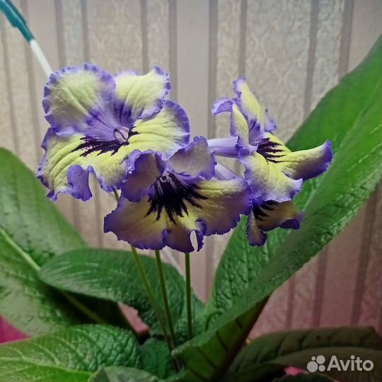 Стрептокарпус