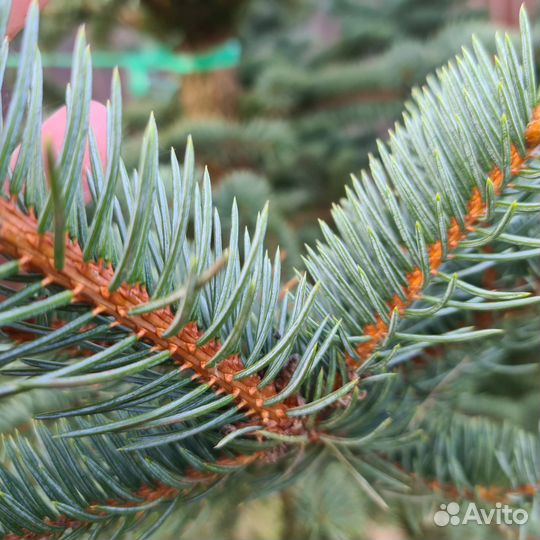 Ель финская голубая, 3м