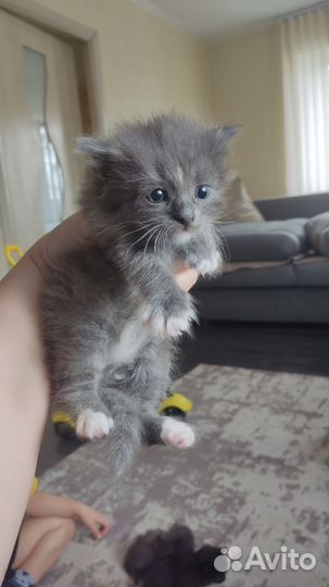 Котята