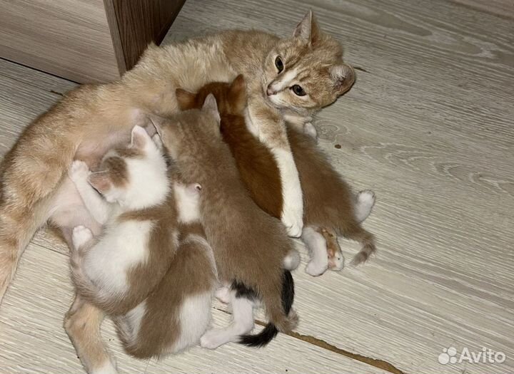 Продаем милейших котят