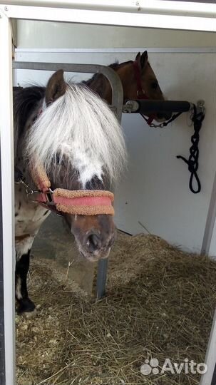 Перевозка лошадей, Перевозка коров, коз, овец