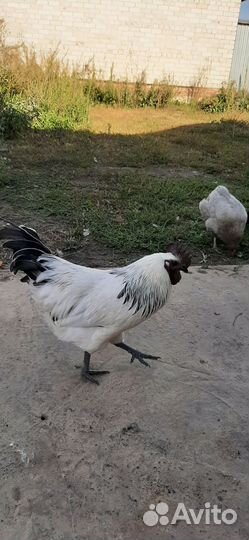 Петушок Лакеданзи