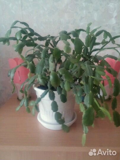 Декабрист цветет яркими розовыми цветамиВ Сомбатхе