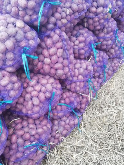 Семенной картофель рокко, мемфис, белороза,лабадия