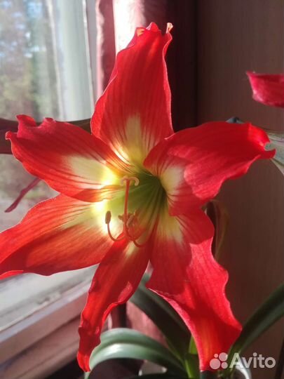 Гиппеаструм