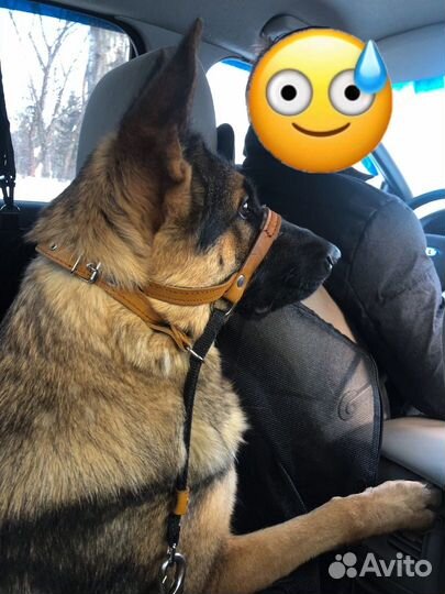 Зоотакси «PET-trip»