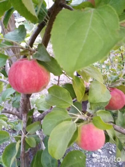 Саженцы плодовых деревьев