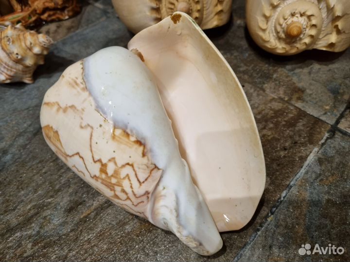 Ракушки ассорти