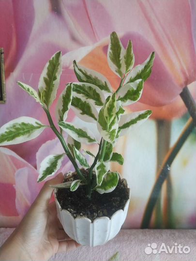 Комнатные цветы