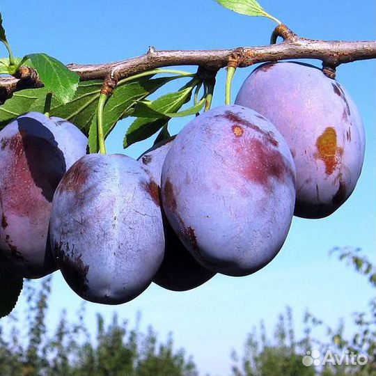 Слива волошка саженец