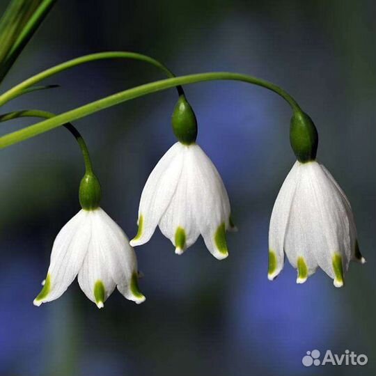 Белоцветник краснокнижный