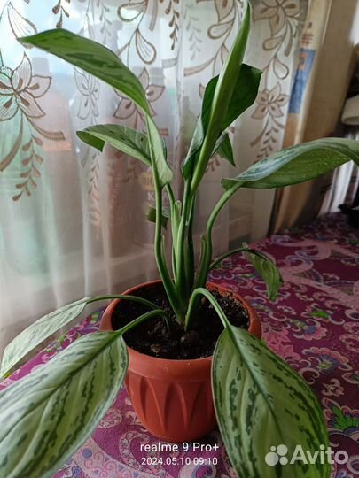 Домашние цветы