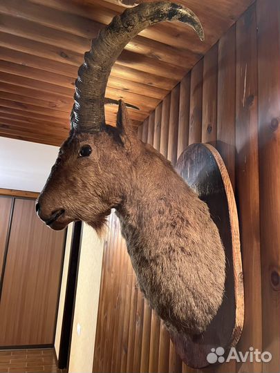 Чучела животных, шкуры волка, лисы