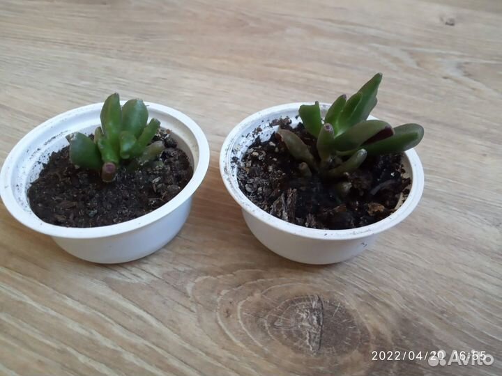 Толстянка хоббит