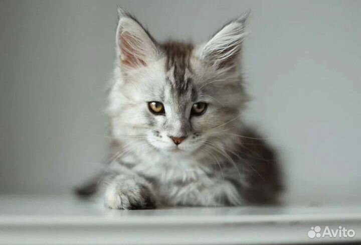 Котята мейн-кун