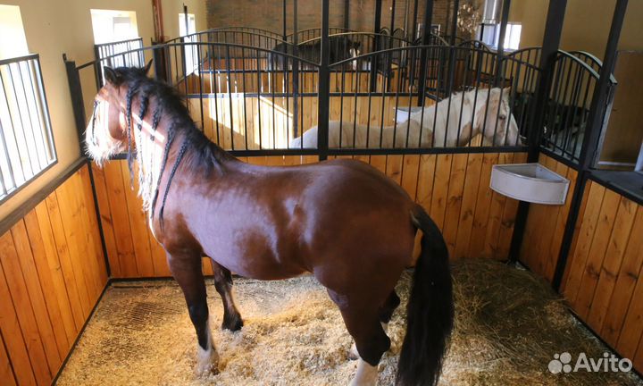 Экскурсия в питомник сибирских хаски 